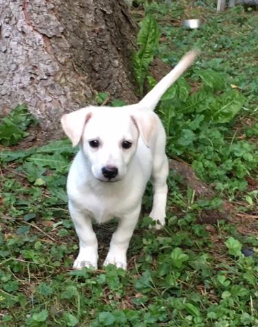Baker-ADOPTION PENDING