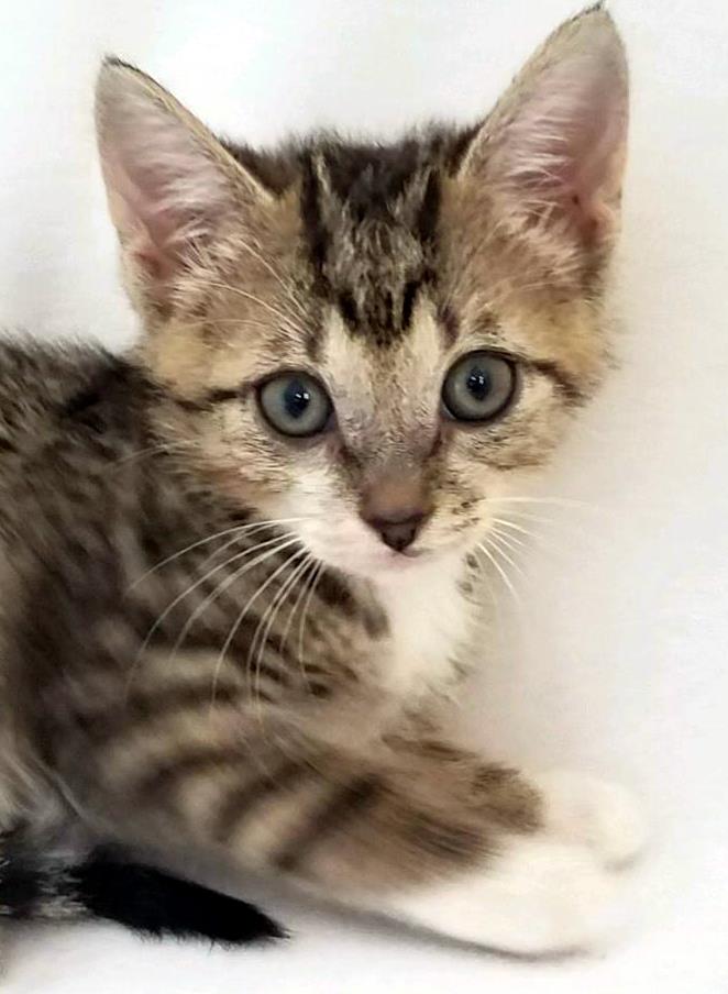 Felix