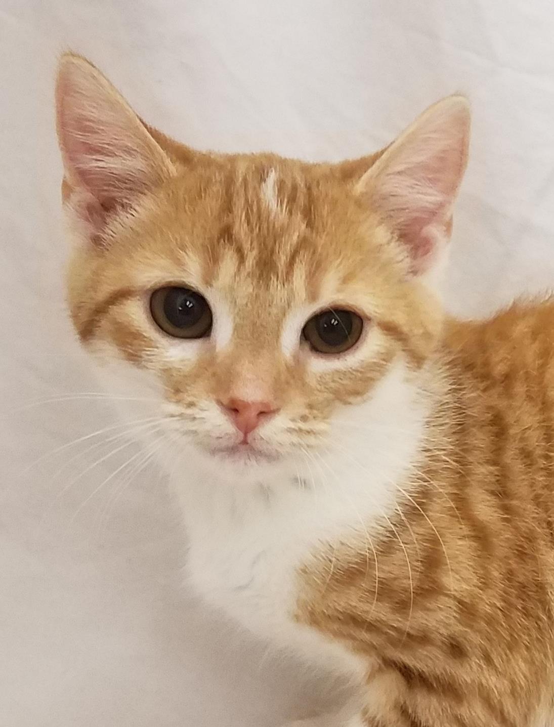 Penny