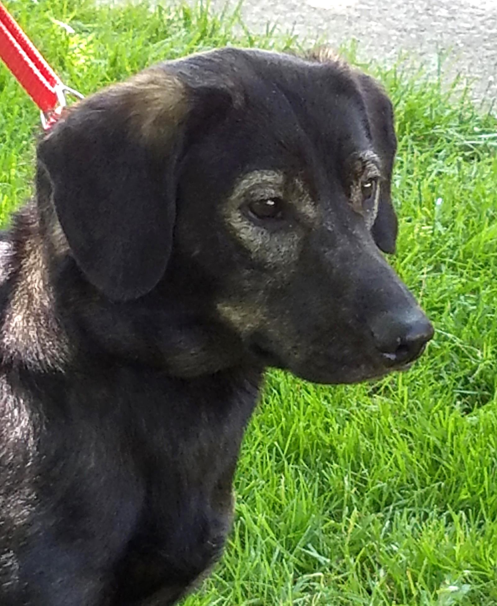 Reese-ADOPTION PENDING