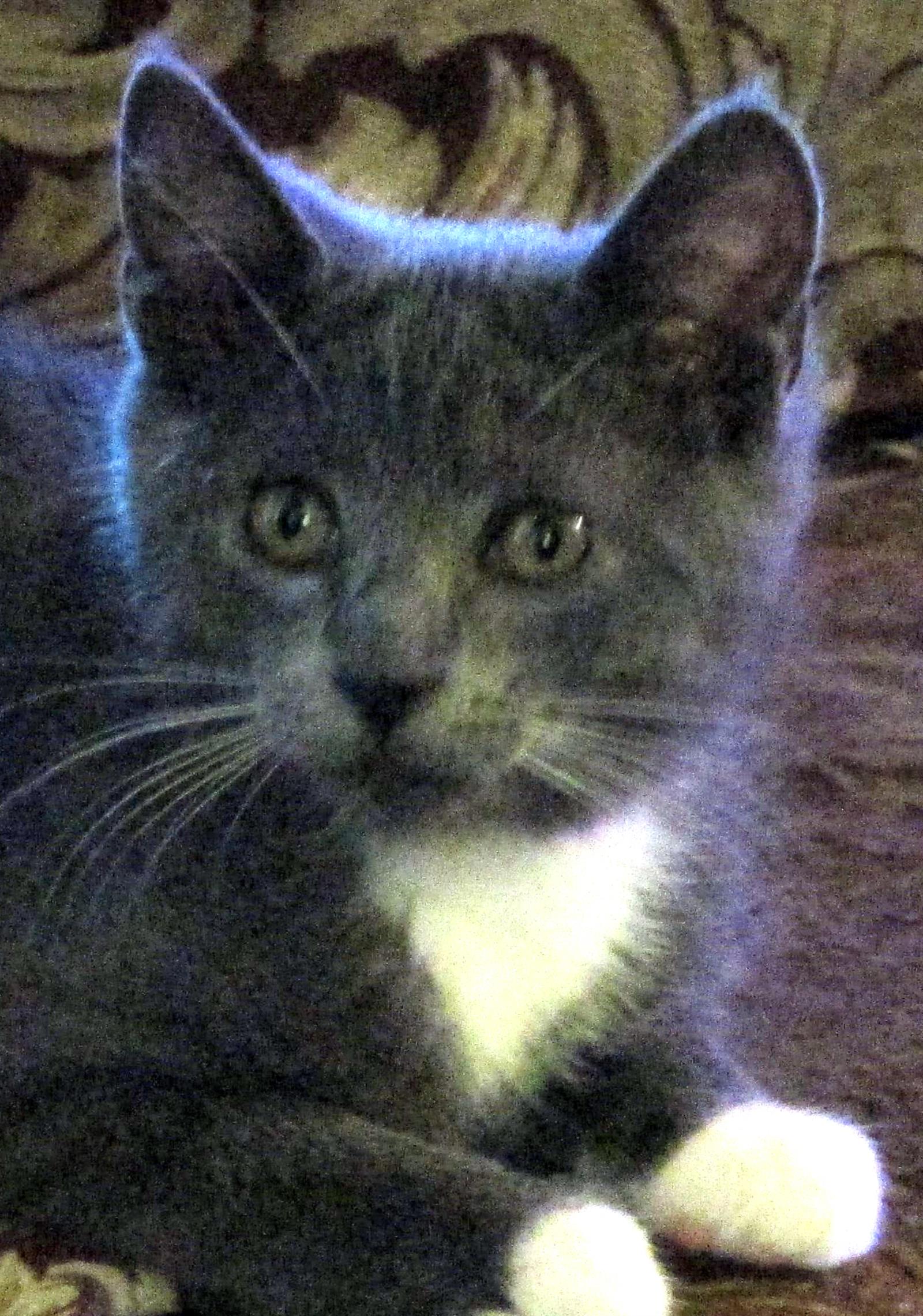 Roscoe