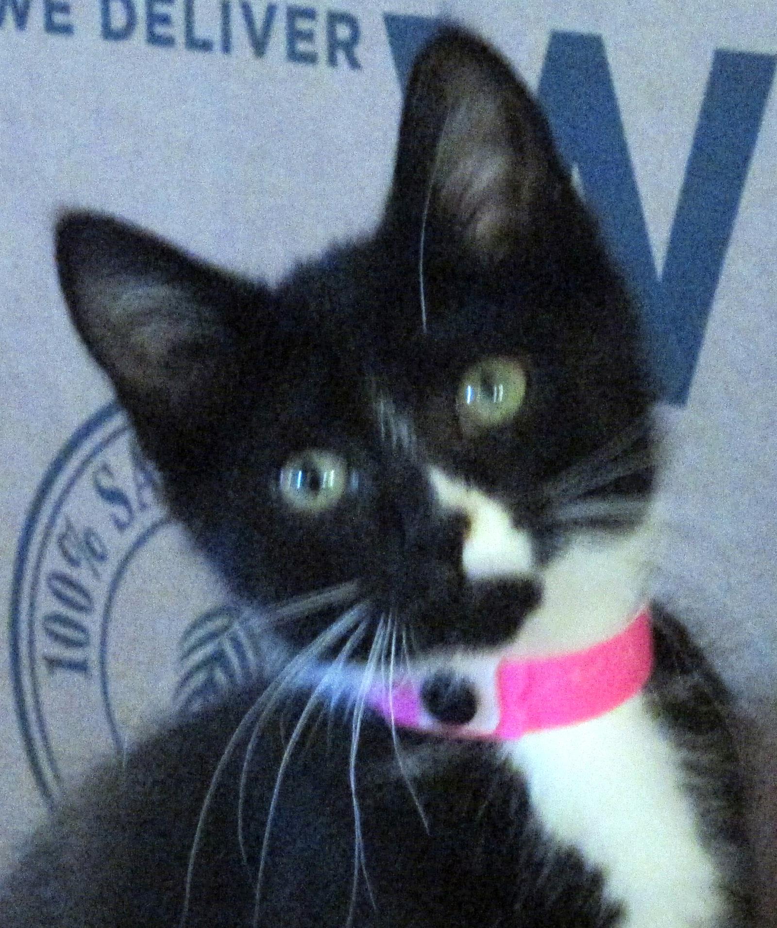 Rosie