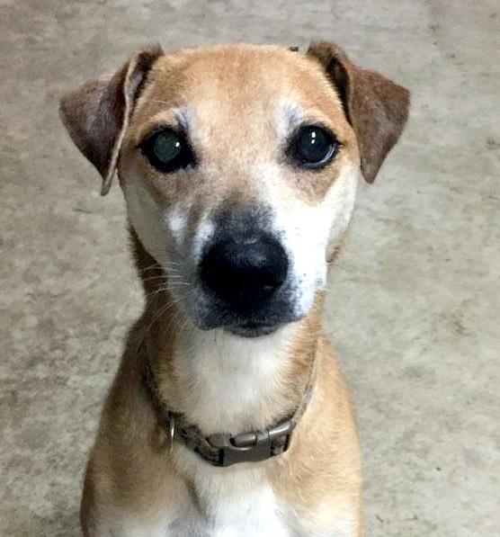 Stella ADOPTION PENDING
