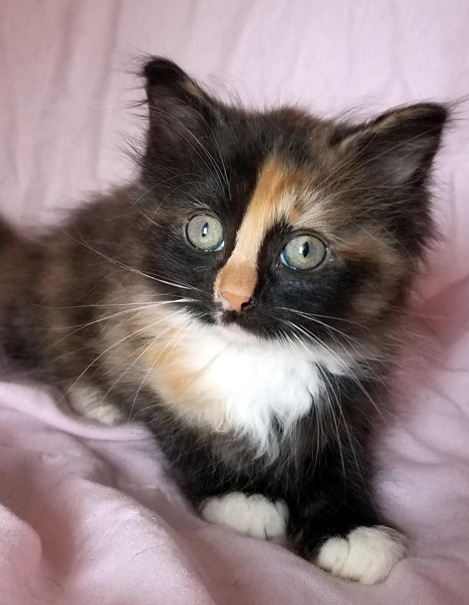 Cocoa Puff---Adoption Pending