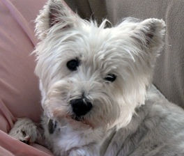 Save Ohio Strays