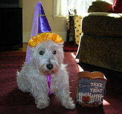 Save Ohio Strays