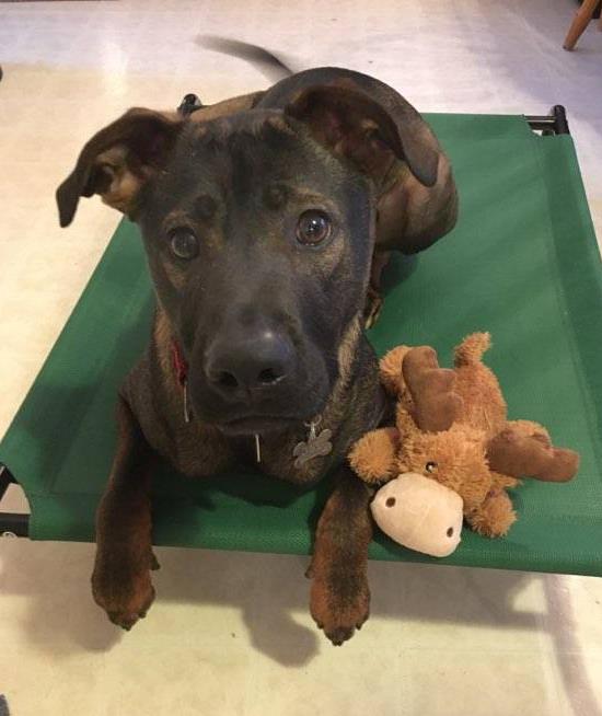 Charlie #210909-P6R: Male Dog