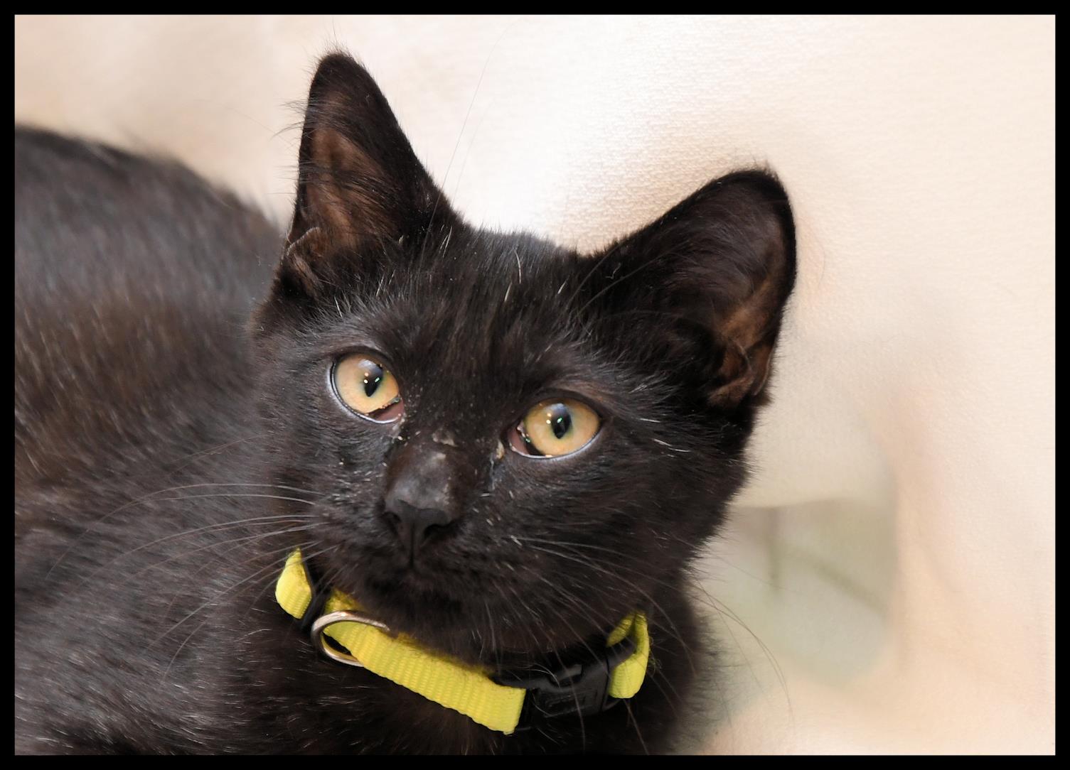 Ali #230803-K1: Male Cat