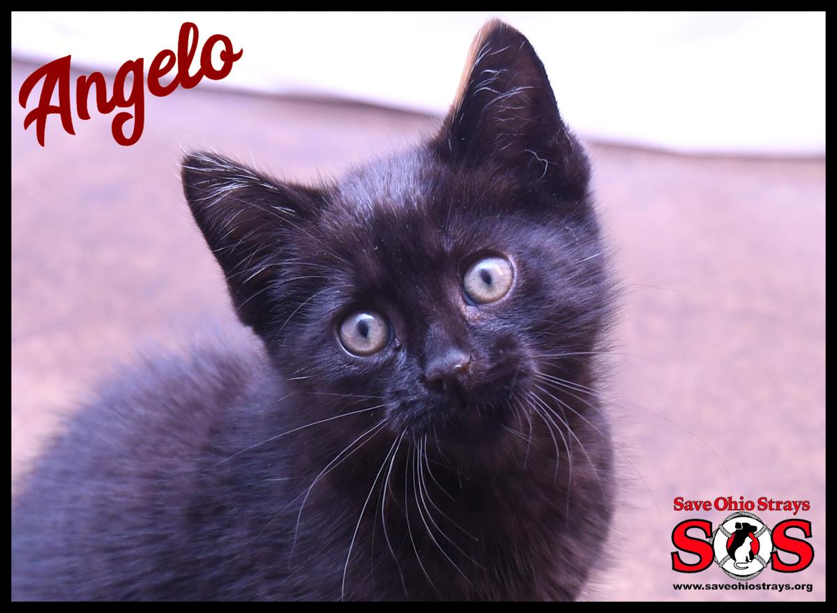 Angelo #250501-K1: Male Cat