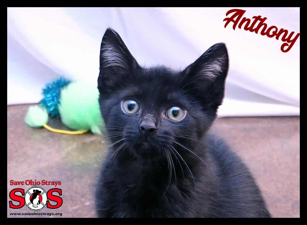Anthony #250501-K2: Male Cat