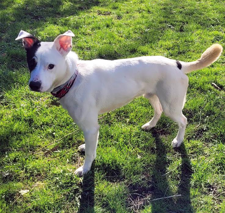 Atlas #260326-2: Male Dog