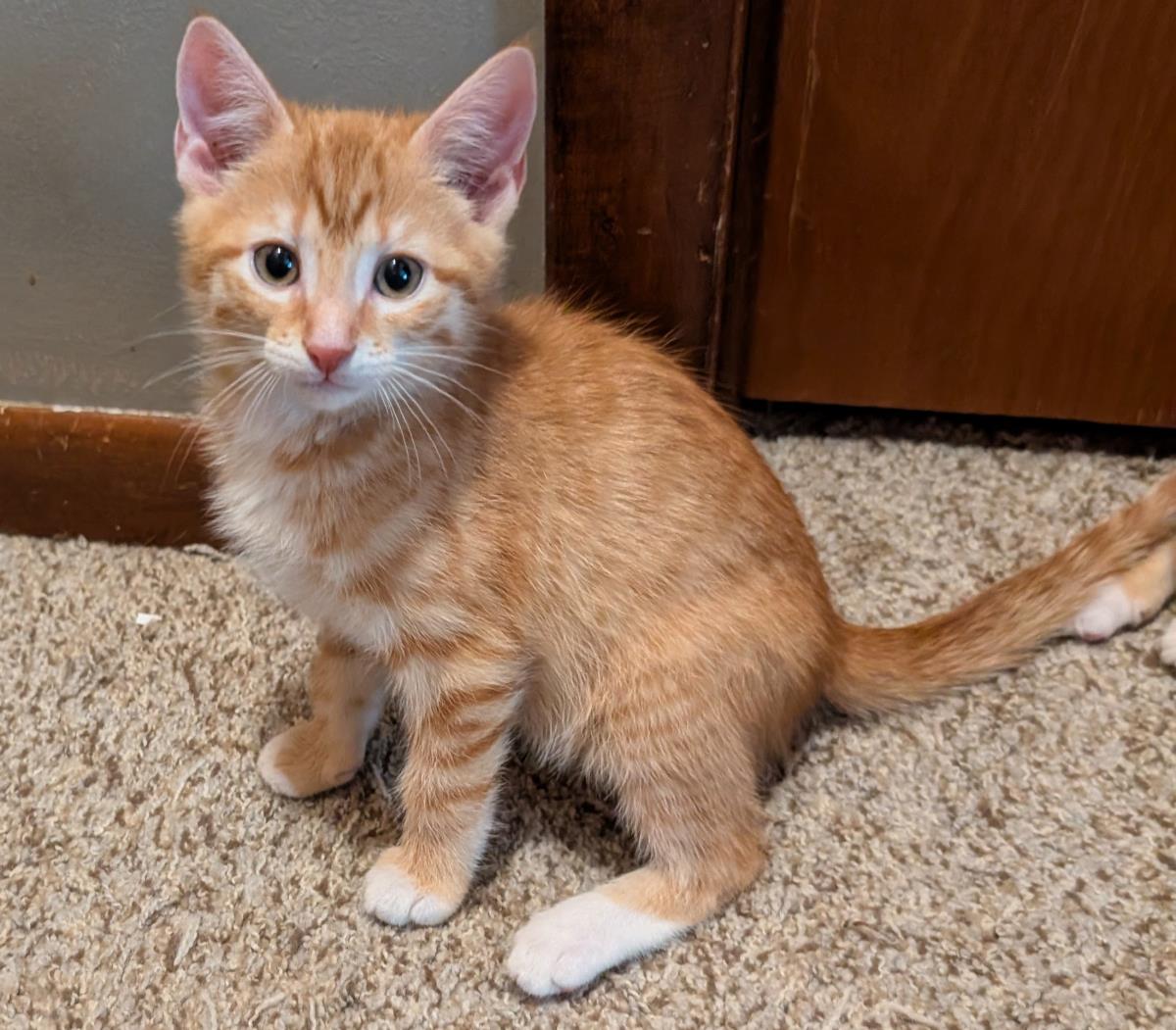 Cedar #260430-K5: Male Cat
