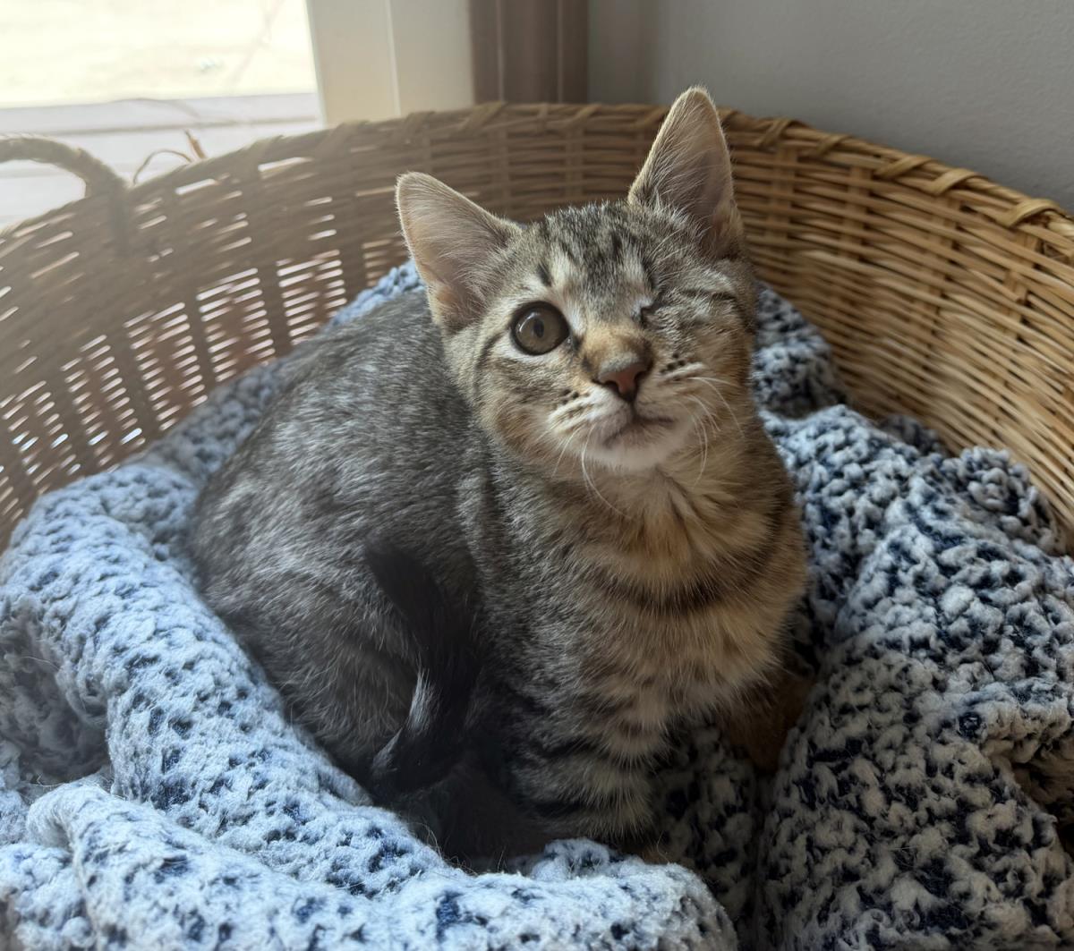 Chipmunk #250509-K1: Female Cat
