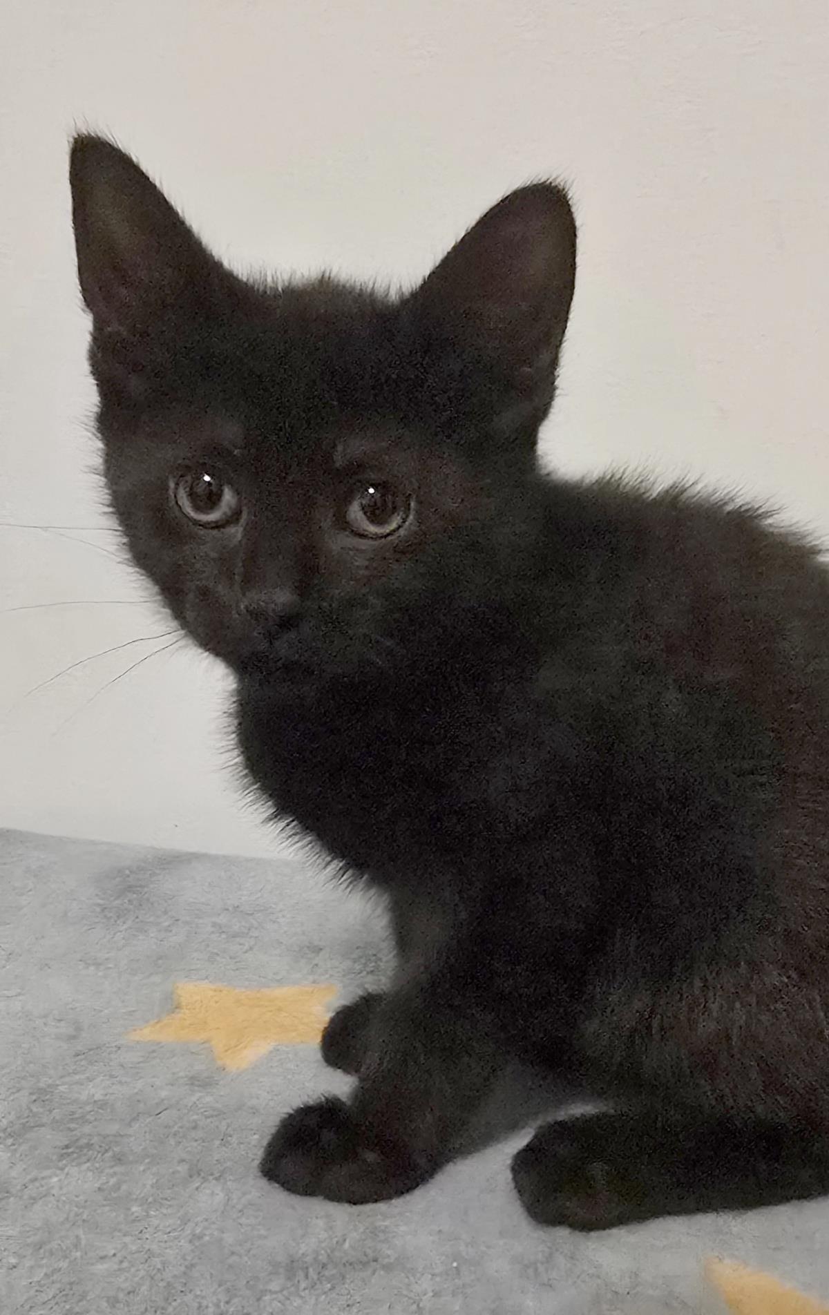 Cindy #250329-K2: Female Cat