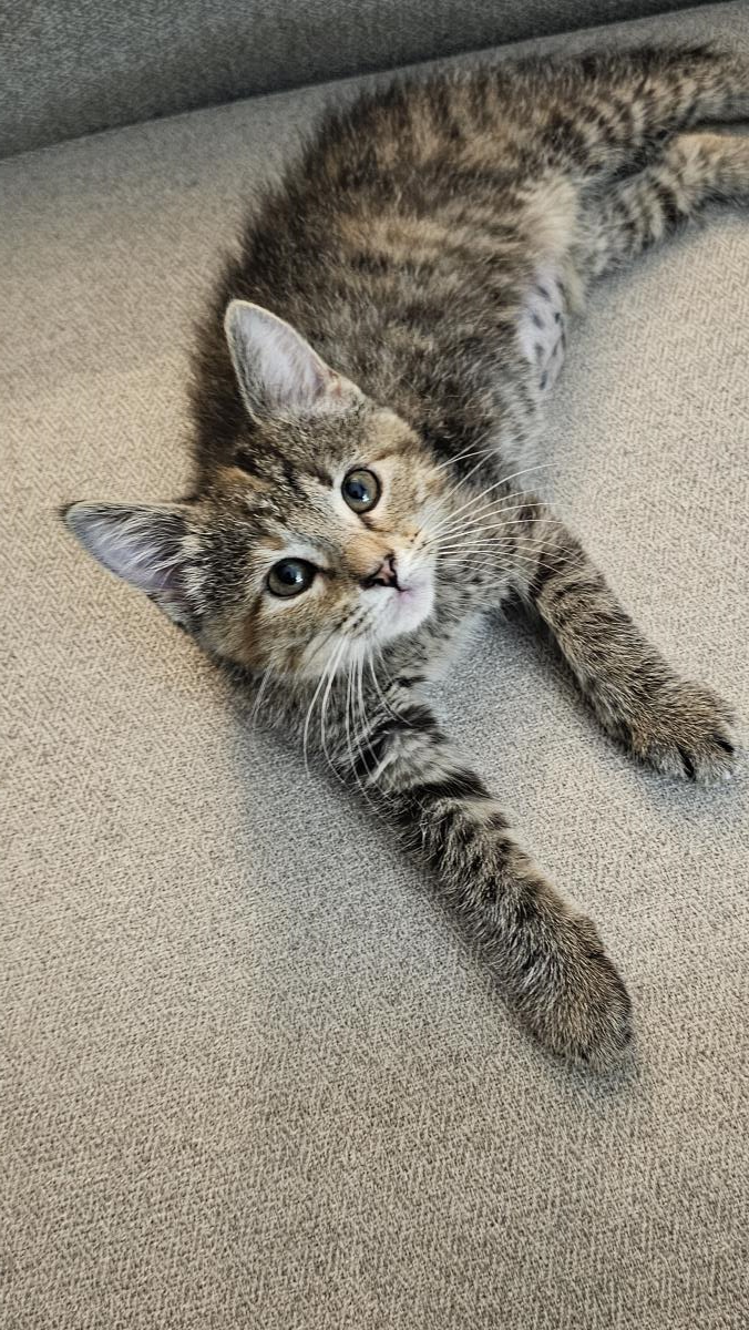 Fire #250524-K1: Female Cat