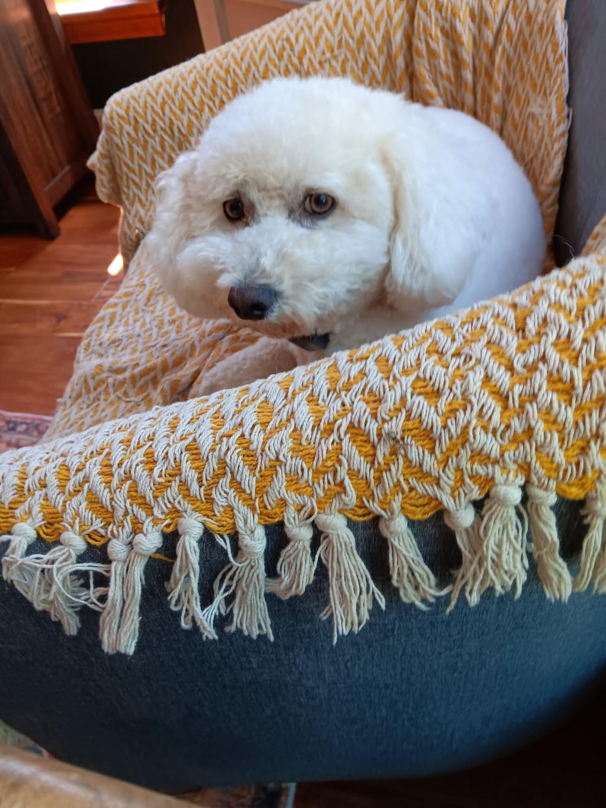 Franny #260622-2: Male Dog