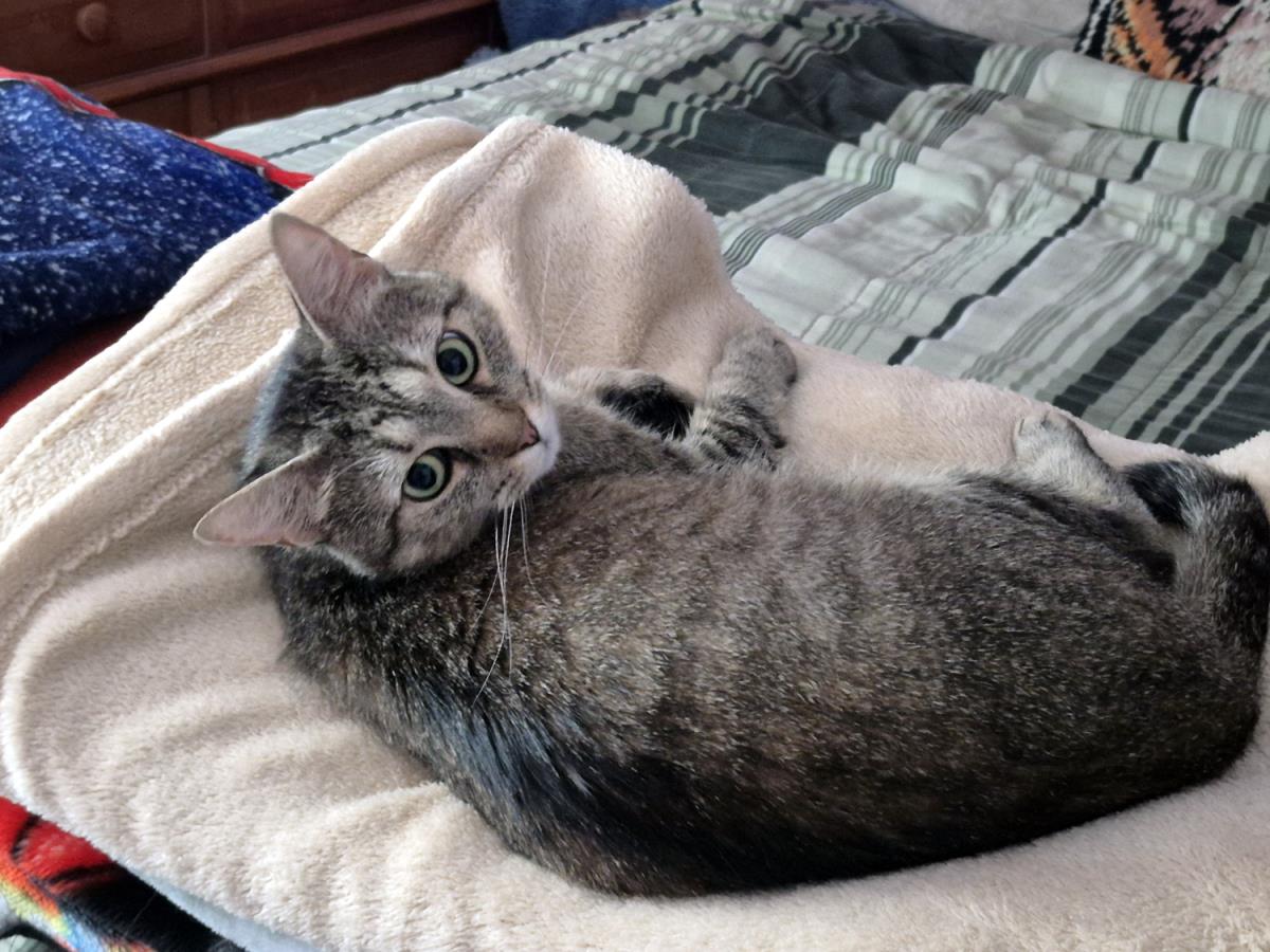 Gidget #250410-Q: Female Cat