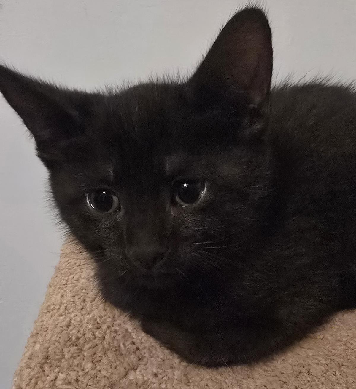 Greg #250329-K5: Male Cat