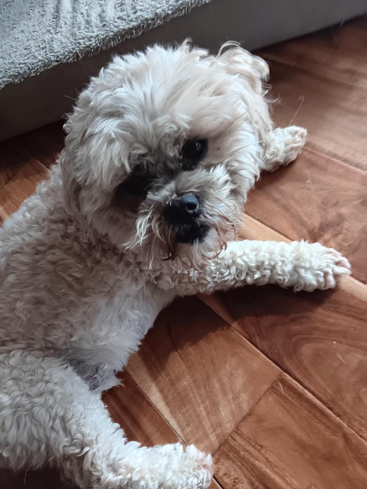Griffy #260622-1: Male Dog