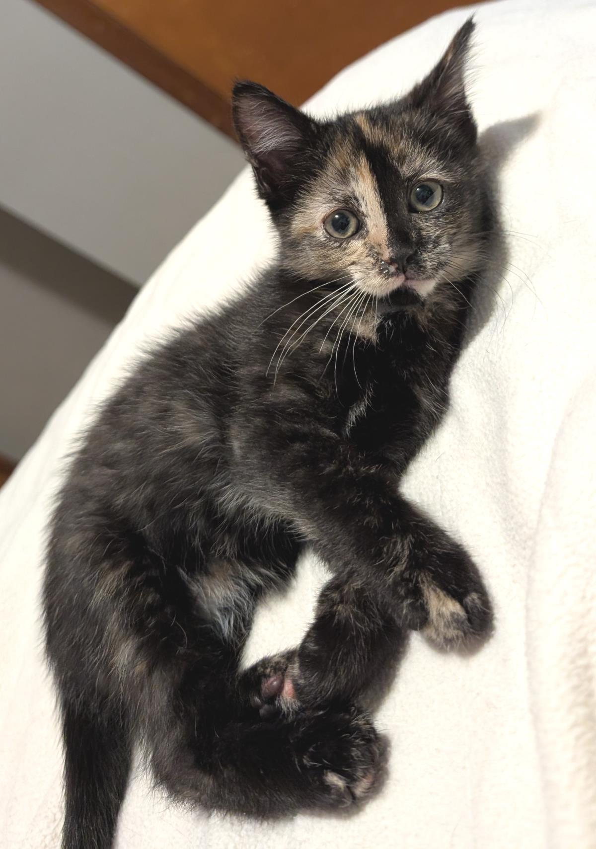 Harley #250608-K1: Female Cat