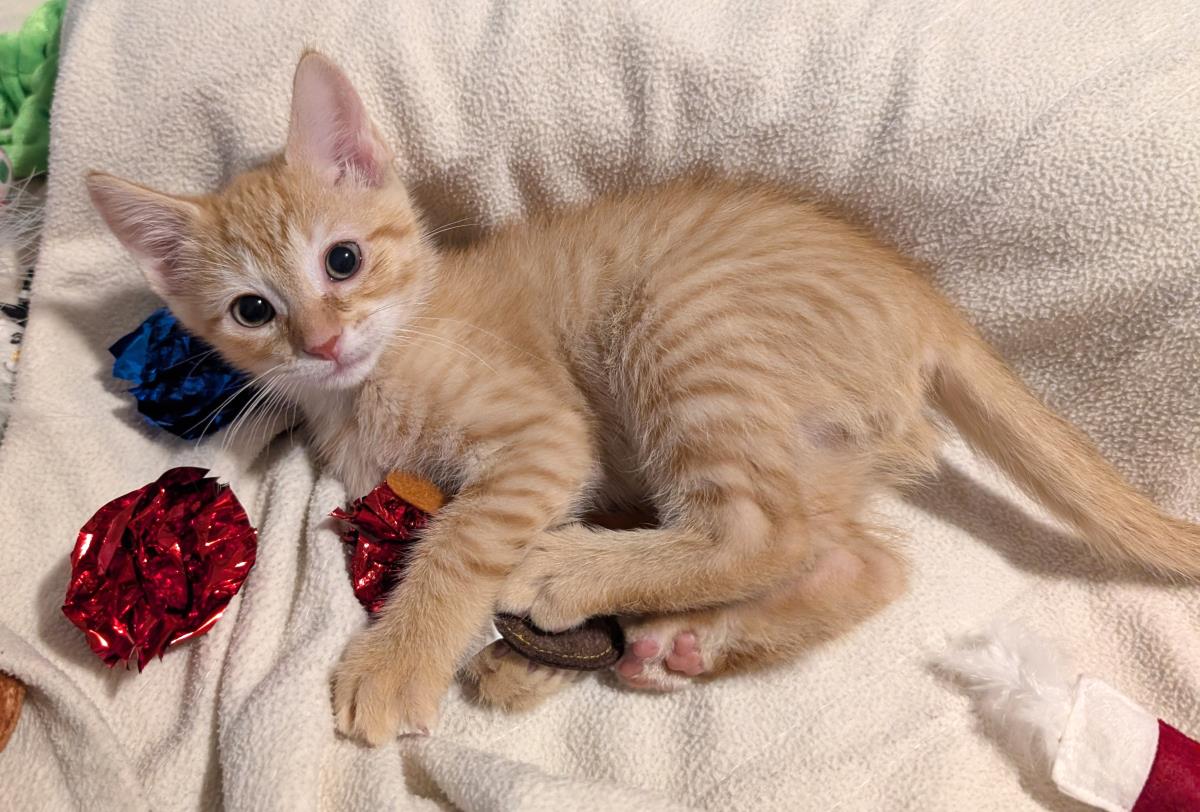 Harvey #250608-K2: Male Cat