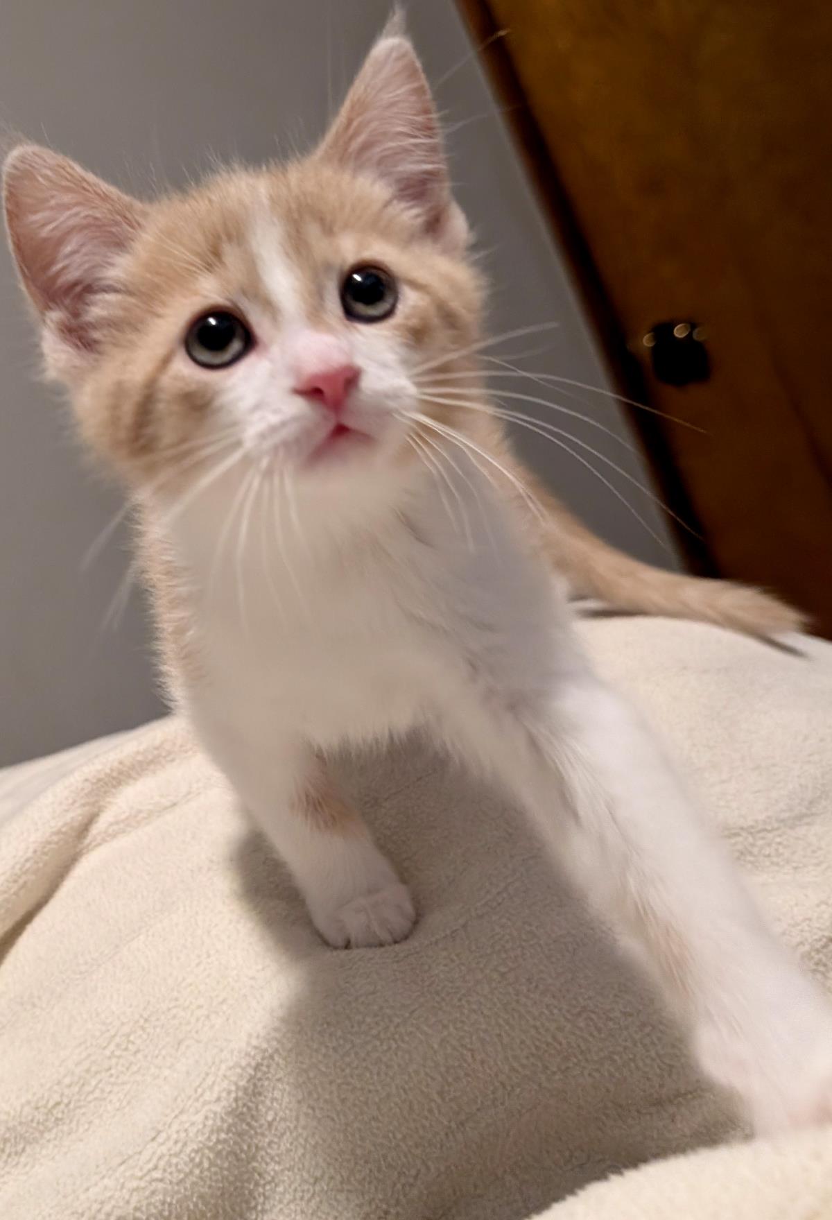 Heath #250608-K3: Male Cat