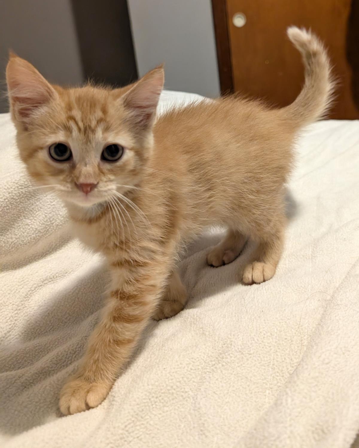 Hercules #250608-K4: Male Cat