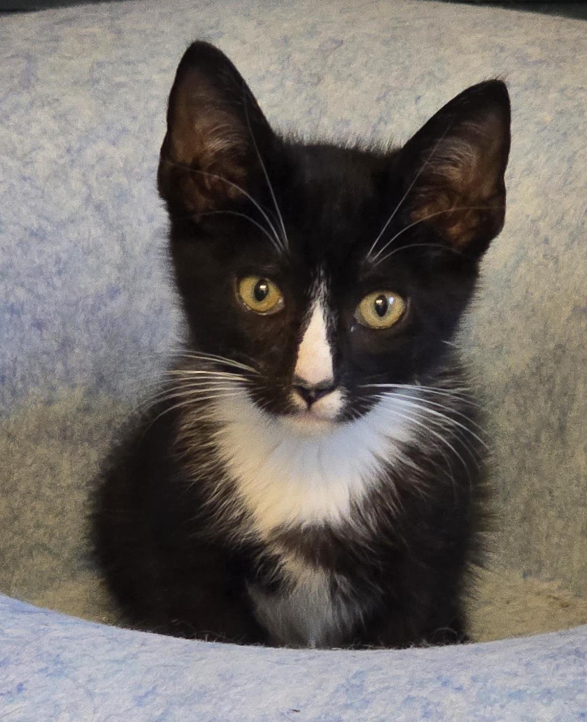 Houdini #261009-K1: Male Cat