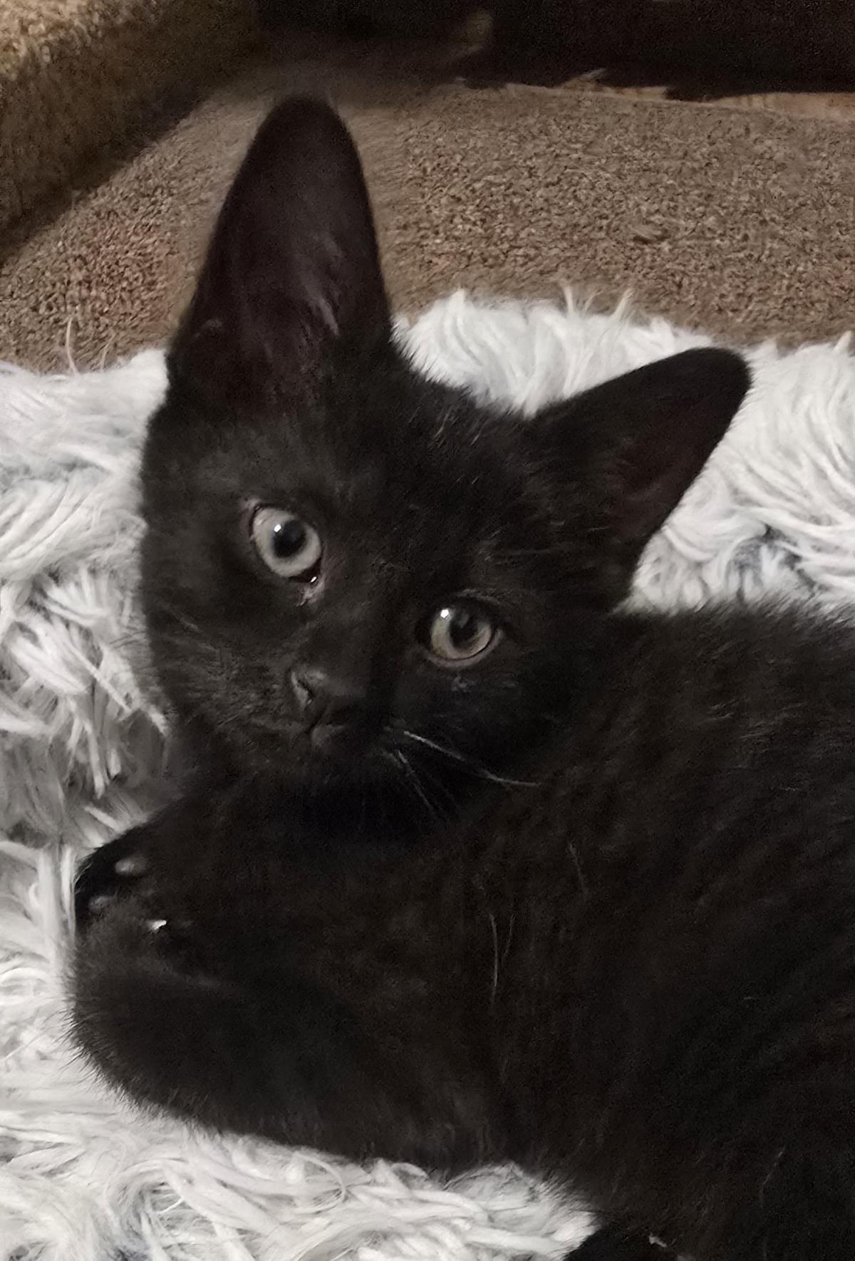 Jan #250329-K3: Female Cat