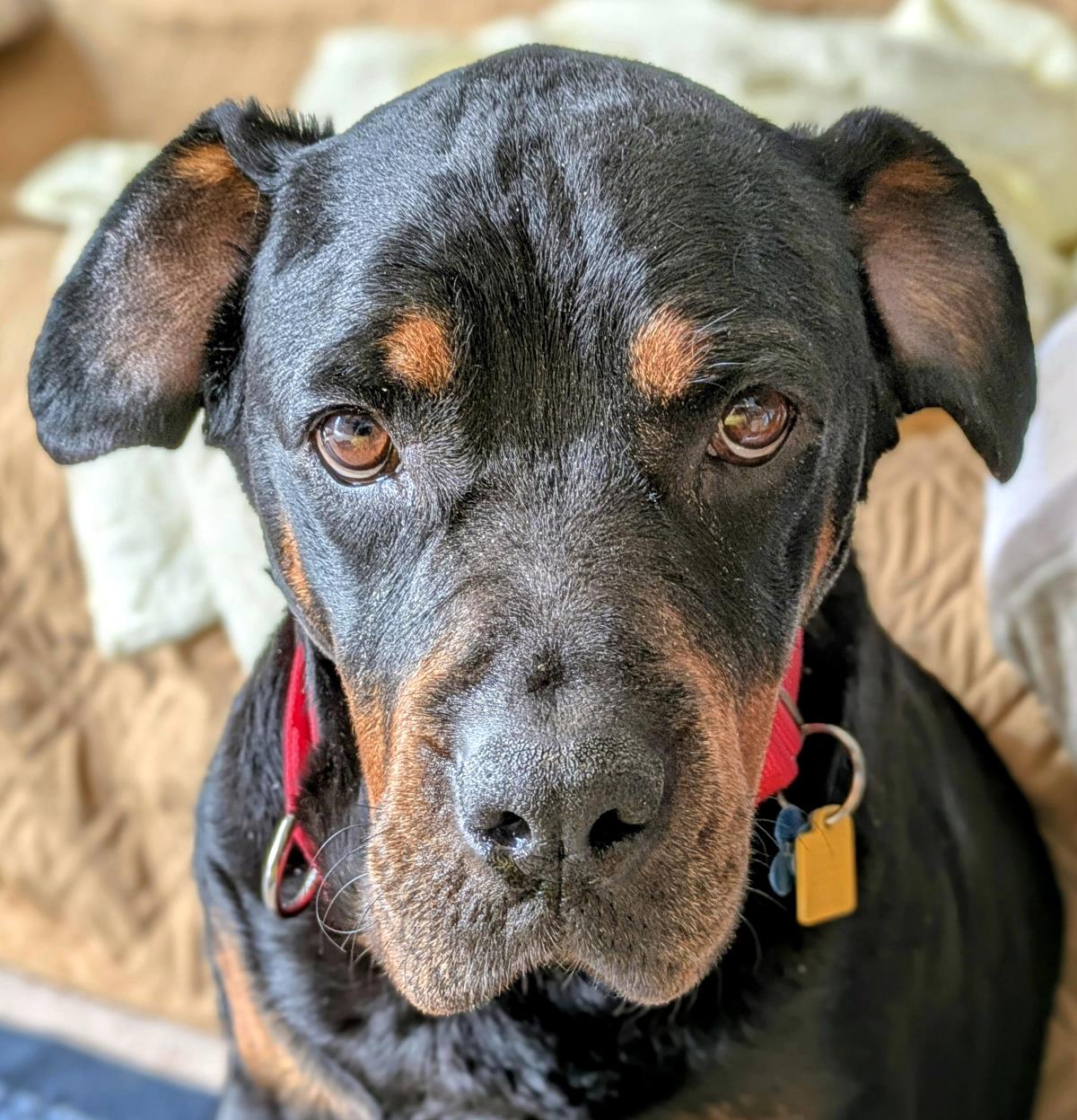Josie #250227: Female Dog