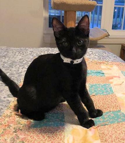 Lenore #250601-K2: Female Cat