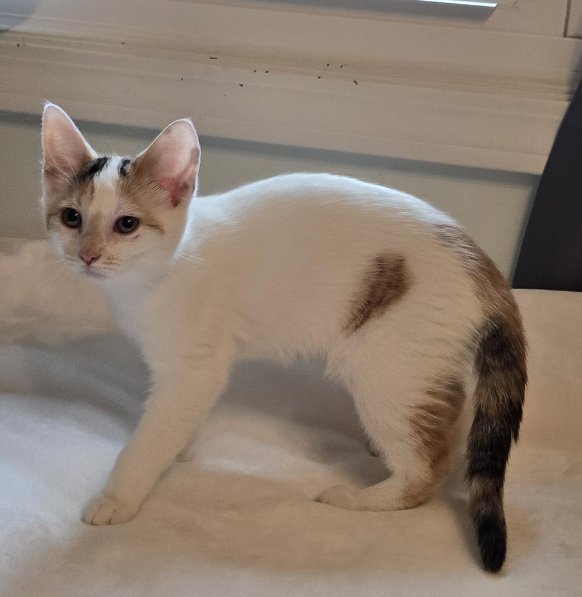 Lily #260717-K1: Female Cat