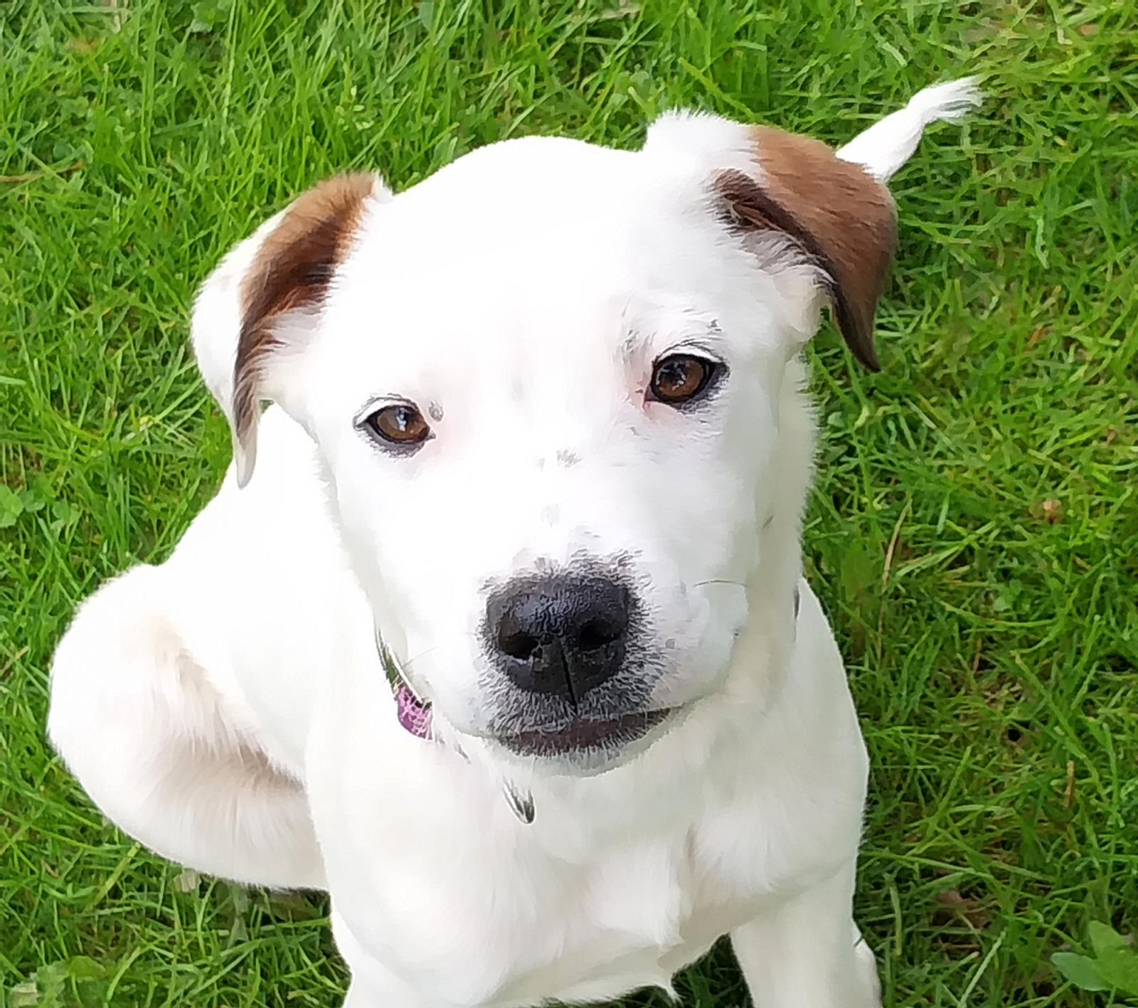 Lily- Adoption Pending #240421-P1: Female Dog
