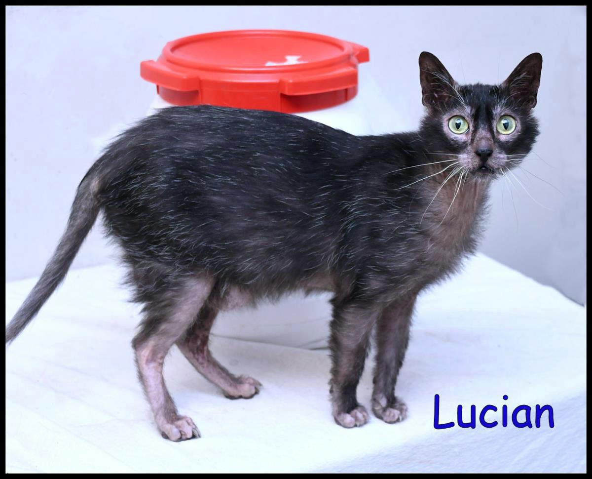 Lucian #MP: Male Cat