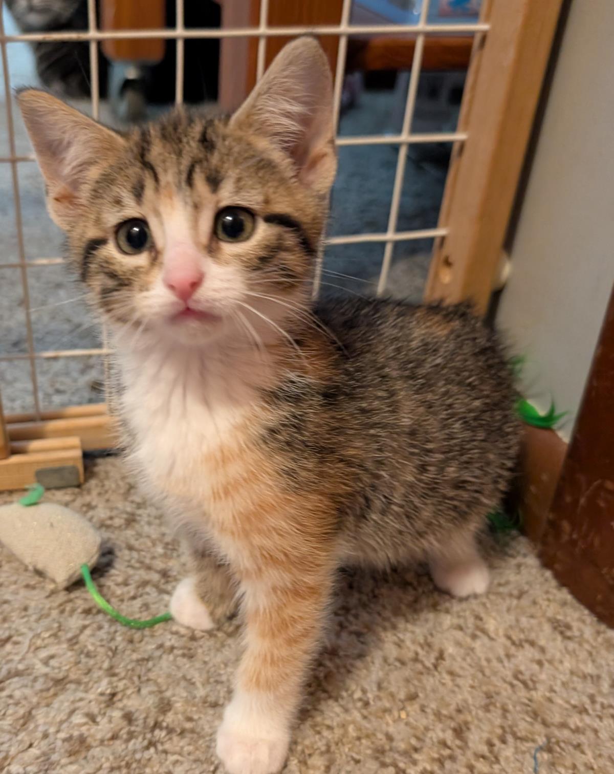 Magnolia #260430-K1: Female Cat