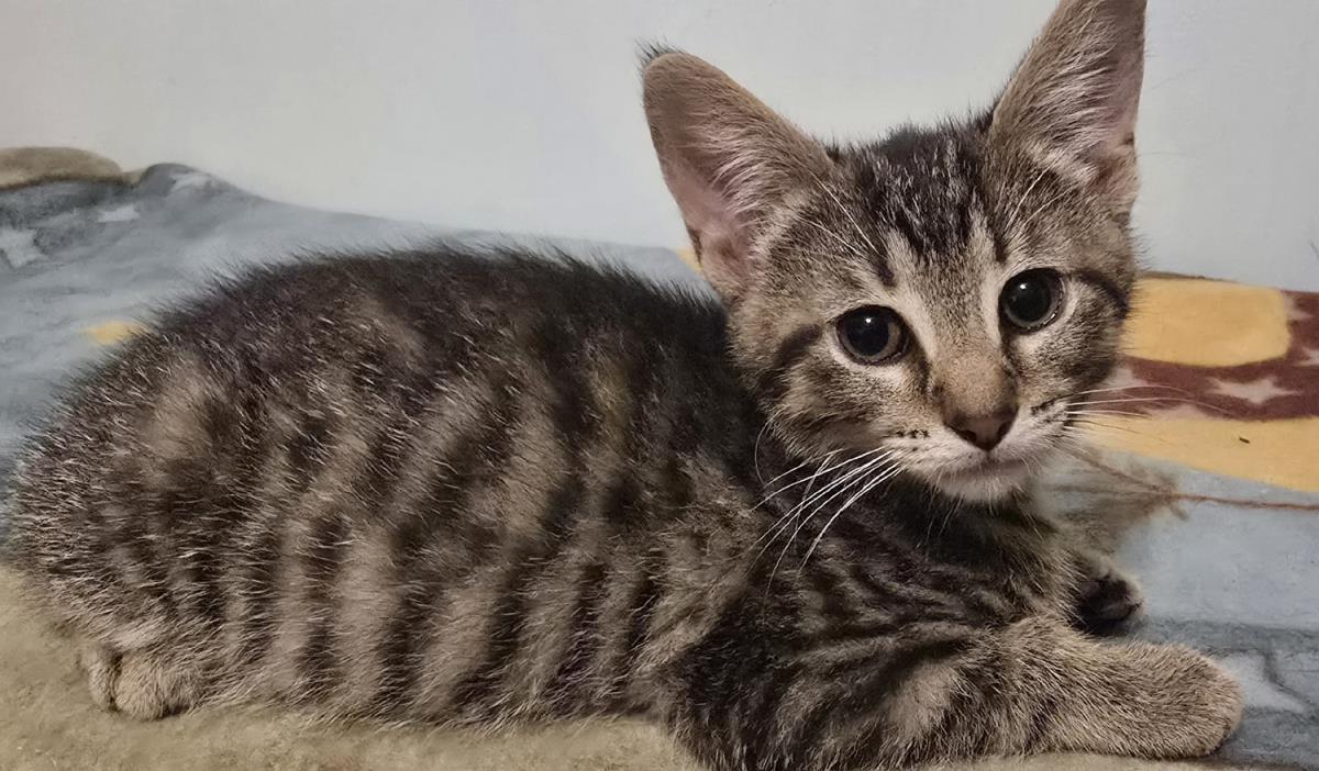 Marcia #250329-K1: Female Cat