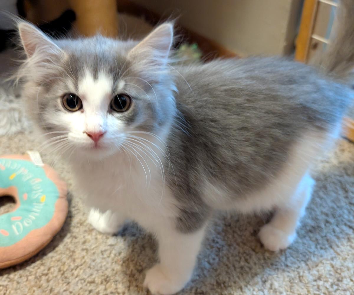 Mona ADOPTED! #261005-K1: Female Cat