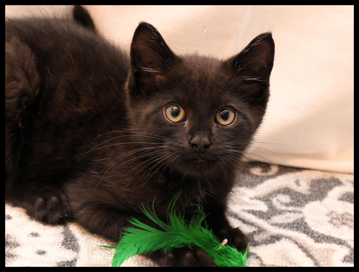 Niles #230814-K1: Male Cat