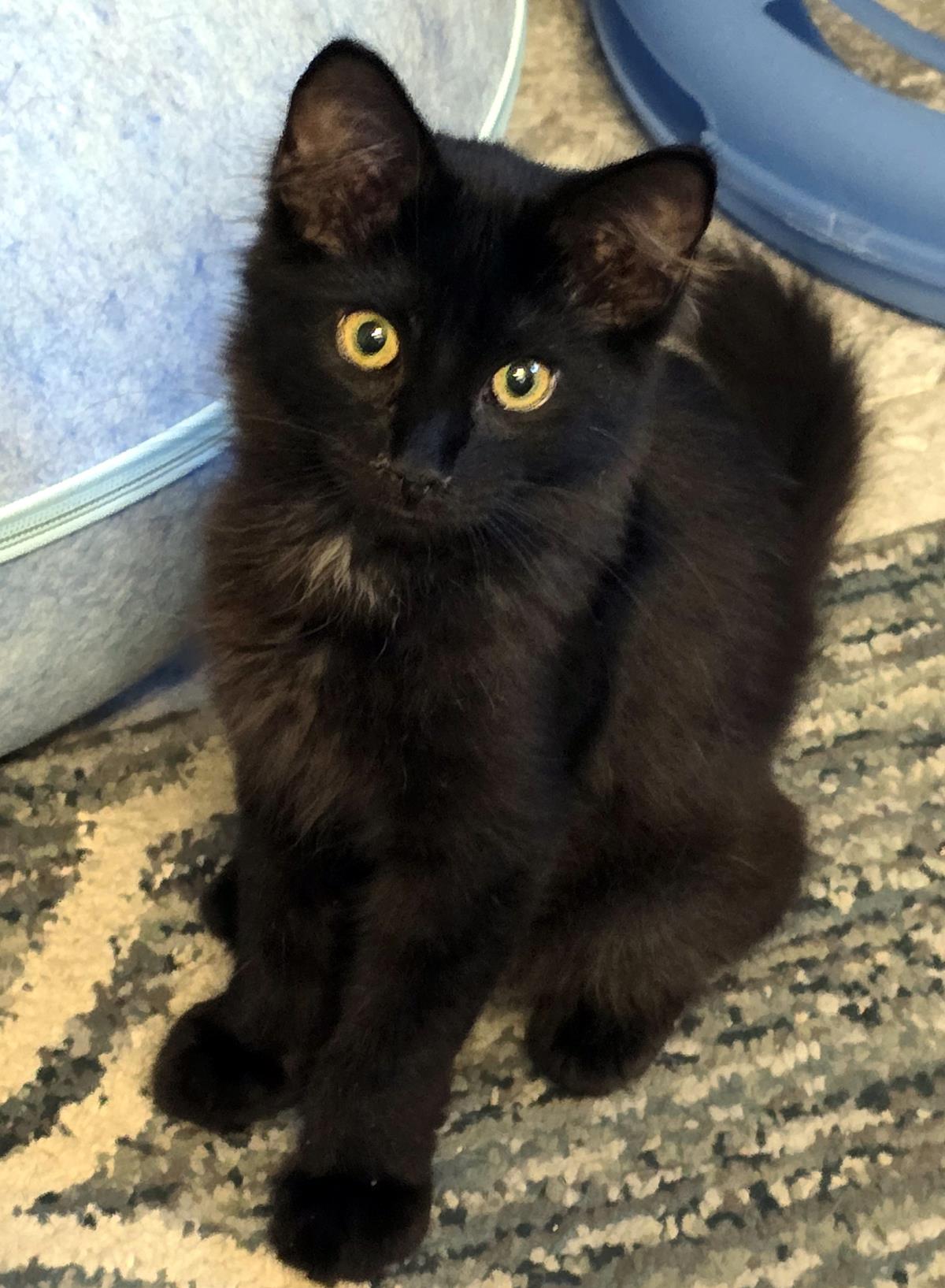 Panther #261009-K2: Male Cat
