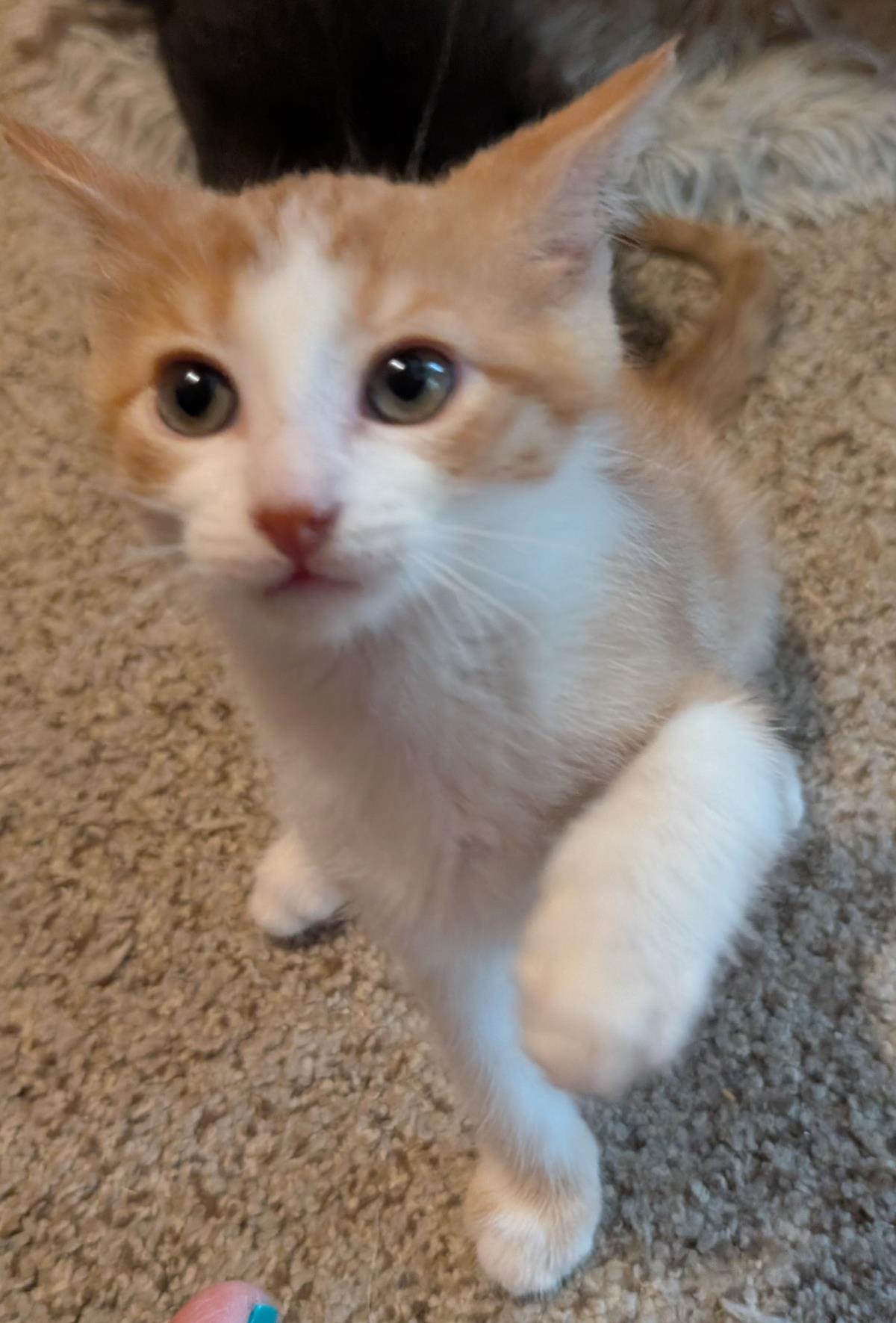 Parmesan #260720-K4: Male Cat