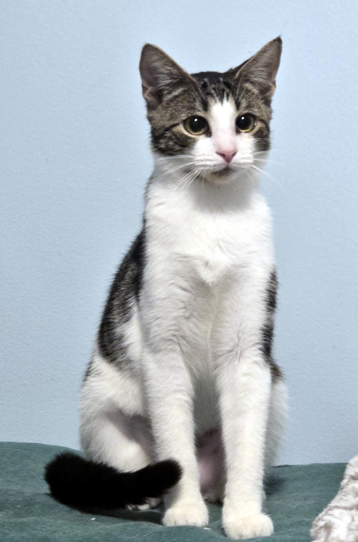 Penny #260902-K1: Female Cat