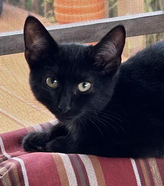 Pinky #260910-K2: Female Cat