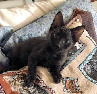 Poe #250601-K3: Male Cat