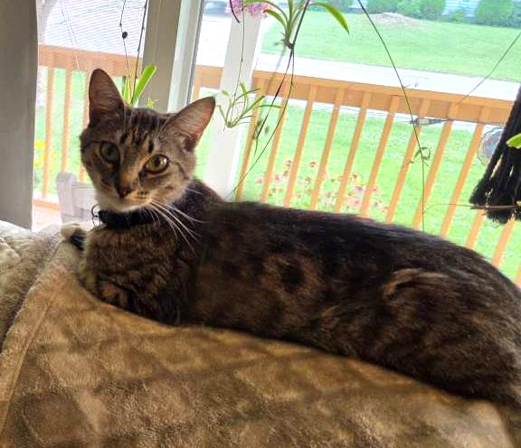 Rachel #260705: Female Cat