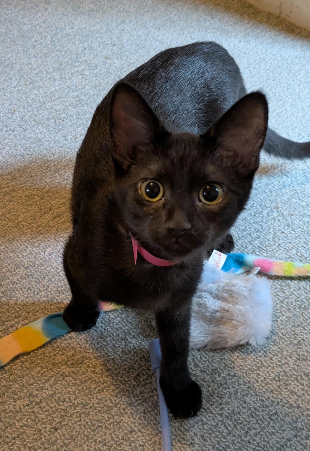 Raven #250601-K1: Female Cat