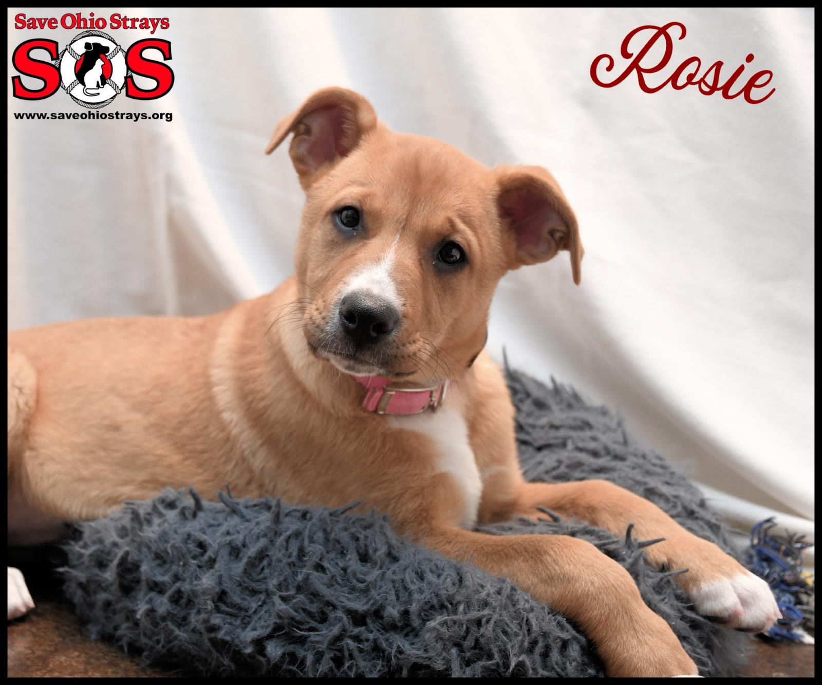 Rosie- Adoption Pending #230308: Female Dog