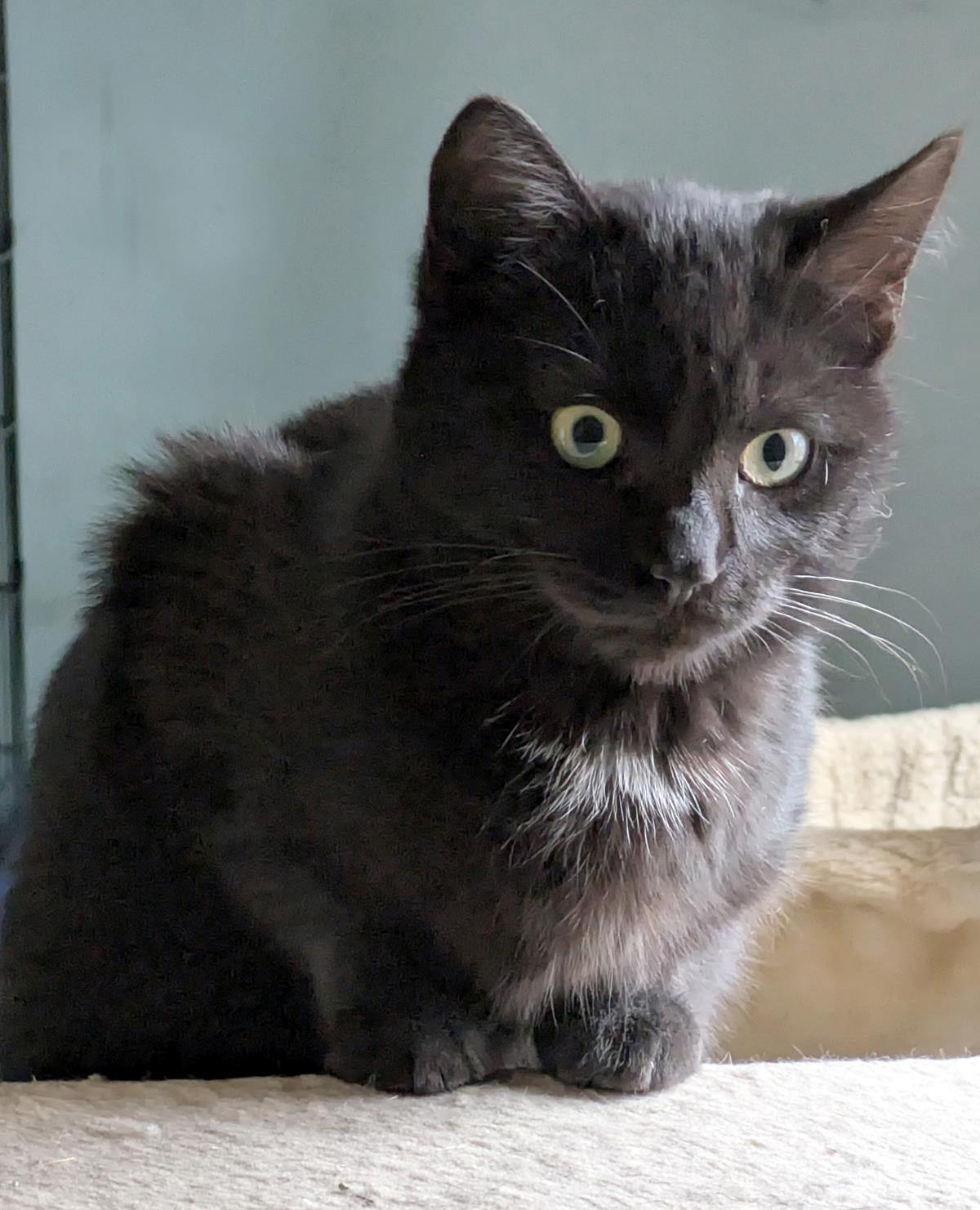 Sabbath #250127-K3: Male Cat