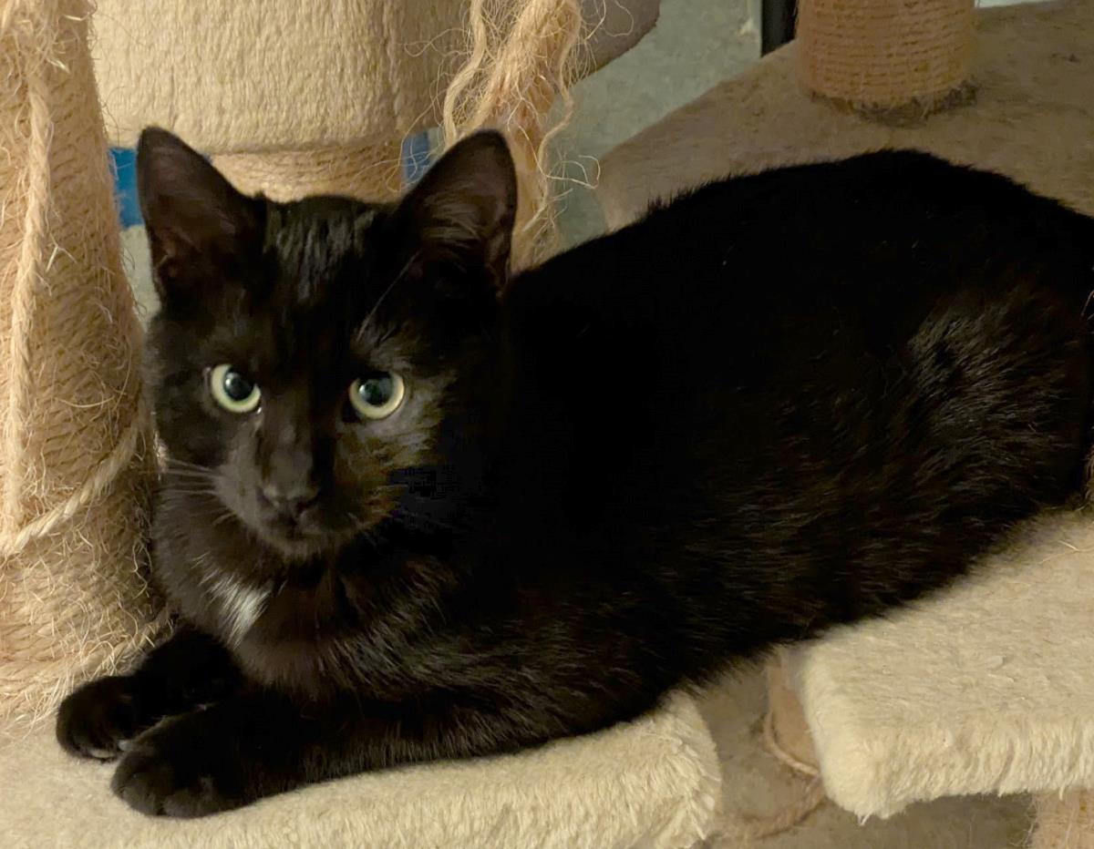 Sabbath #250127-K3: Male Cat