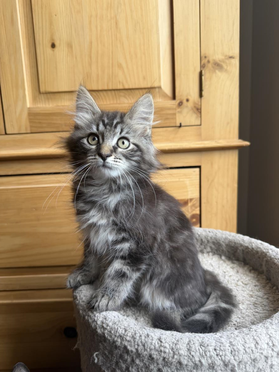 Squirel #260509-K2: Female Cat