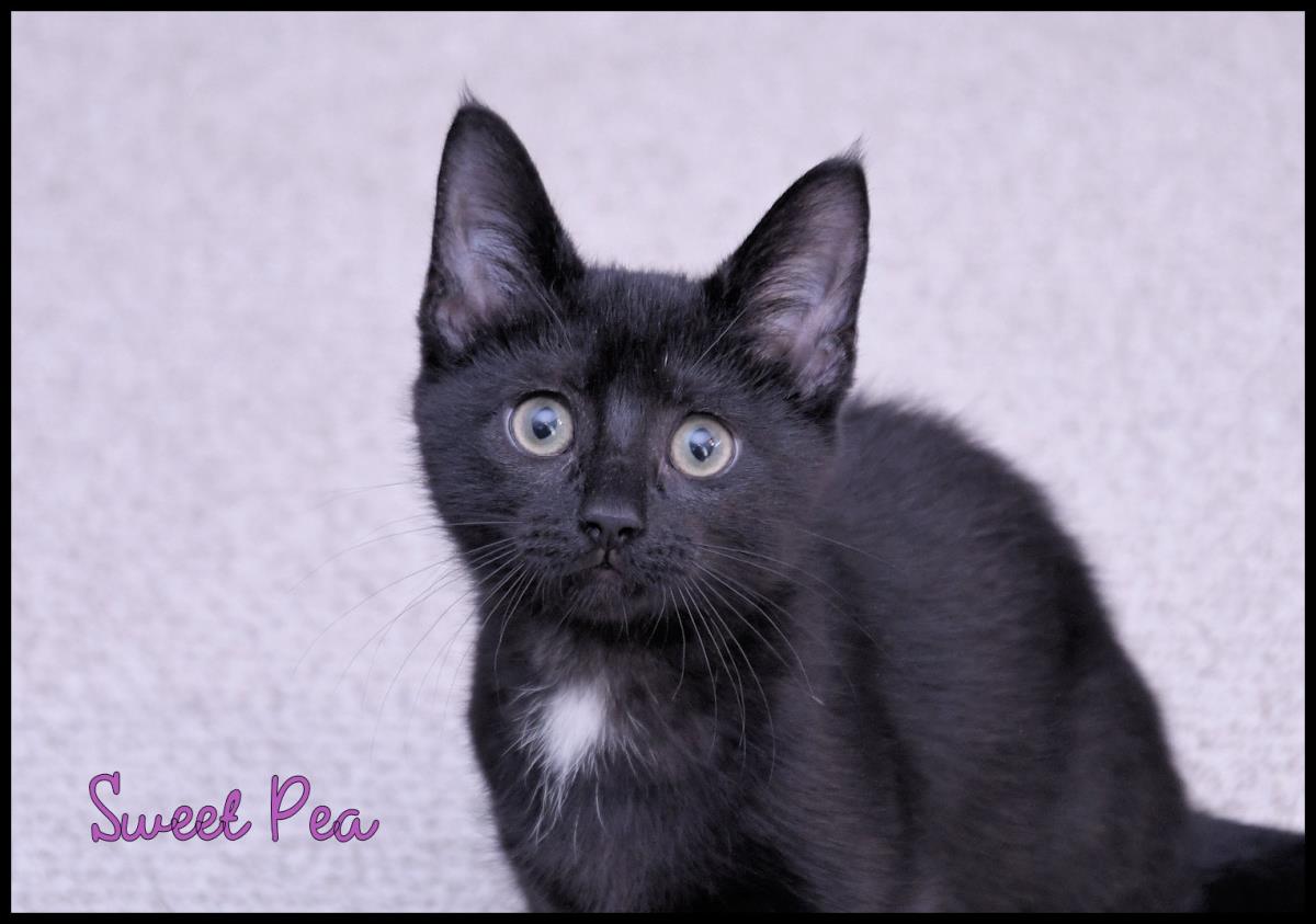 Sweet Pea #260809-K1: Female Cat